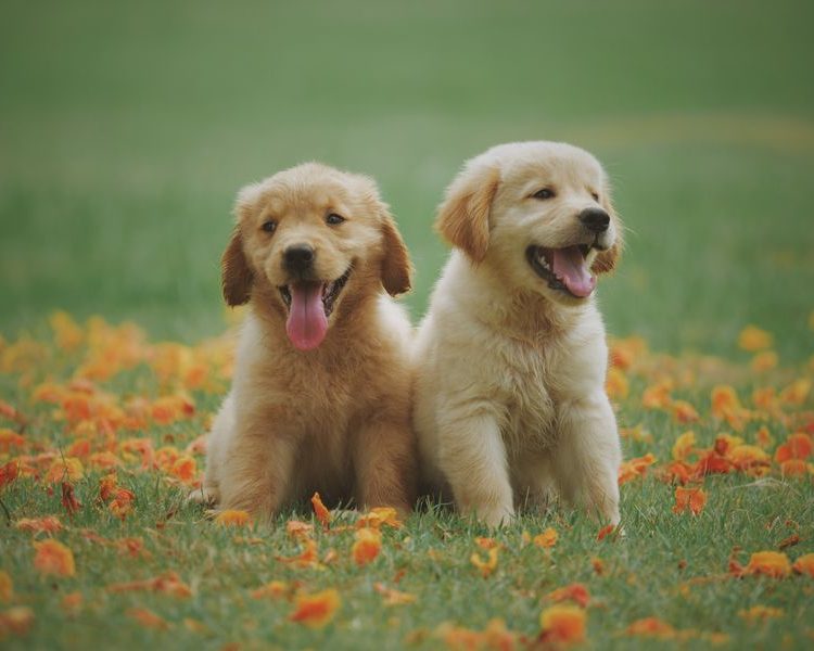 Dos cachorros golden retriever entre flores