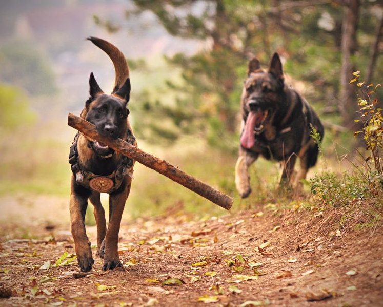 Perro corriendo entre árboles